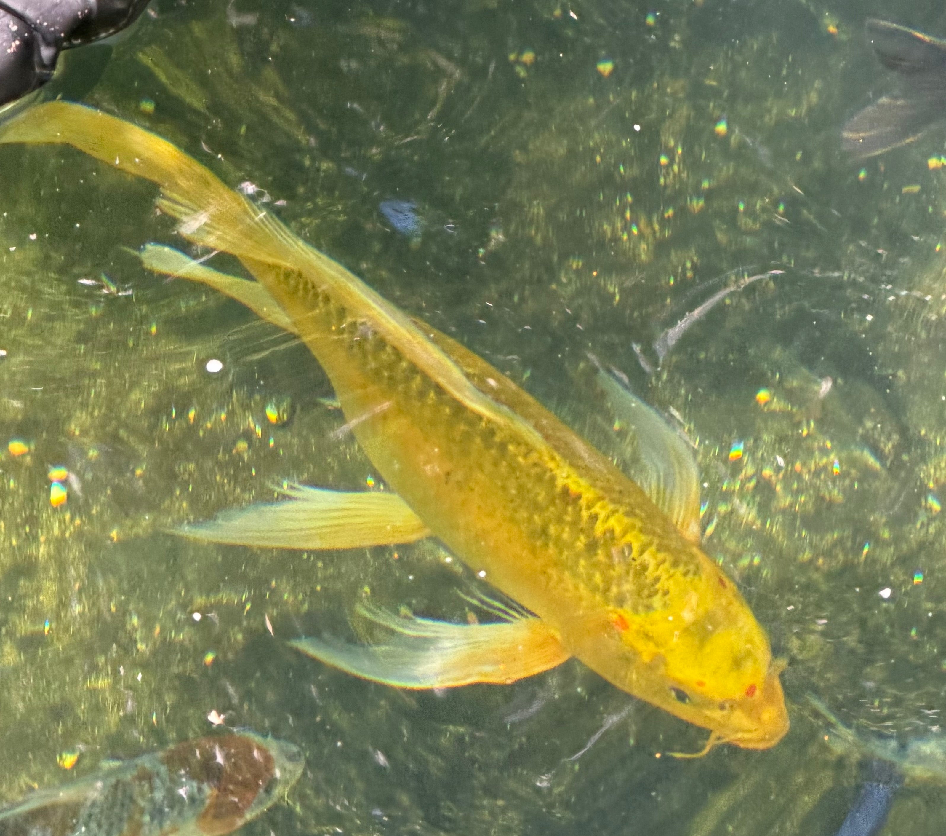 17”-18” Domestic Yellow Butterfly