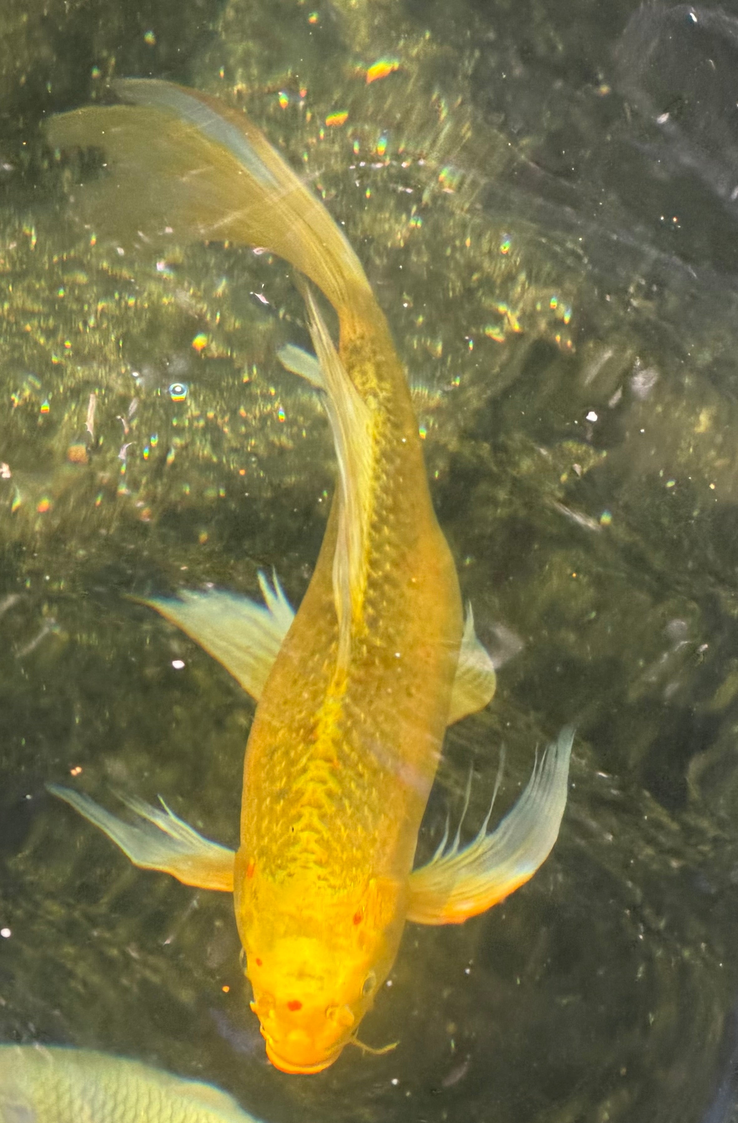 17”-18” Domestic Yellow Butterfly