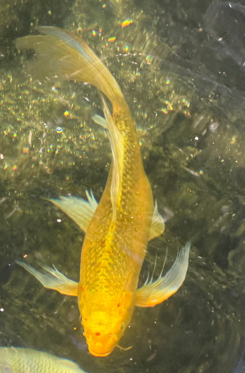 17”-18” Domestic Yellow Butterfly