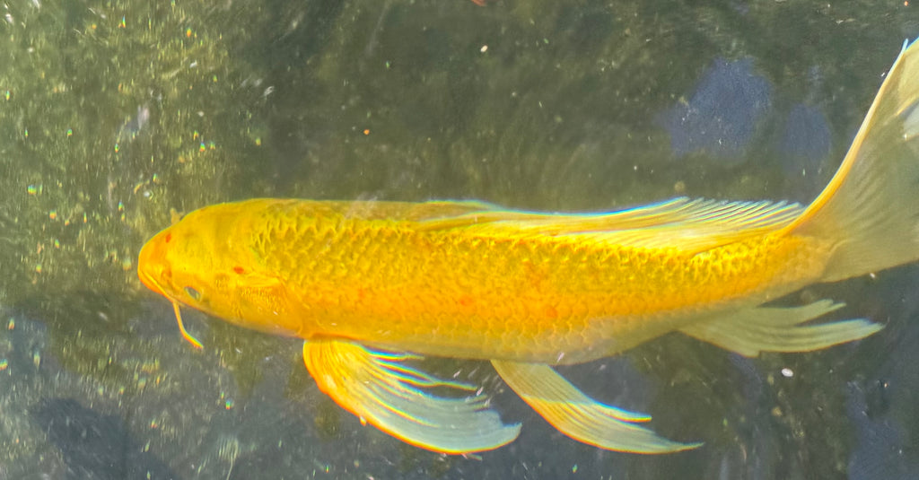 17”-18” Domestic Yellow Butterfly