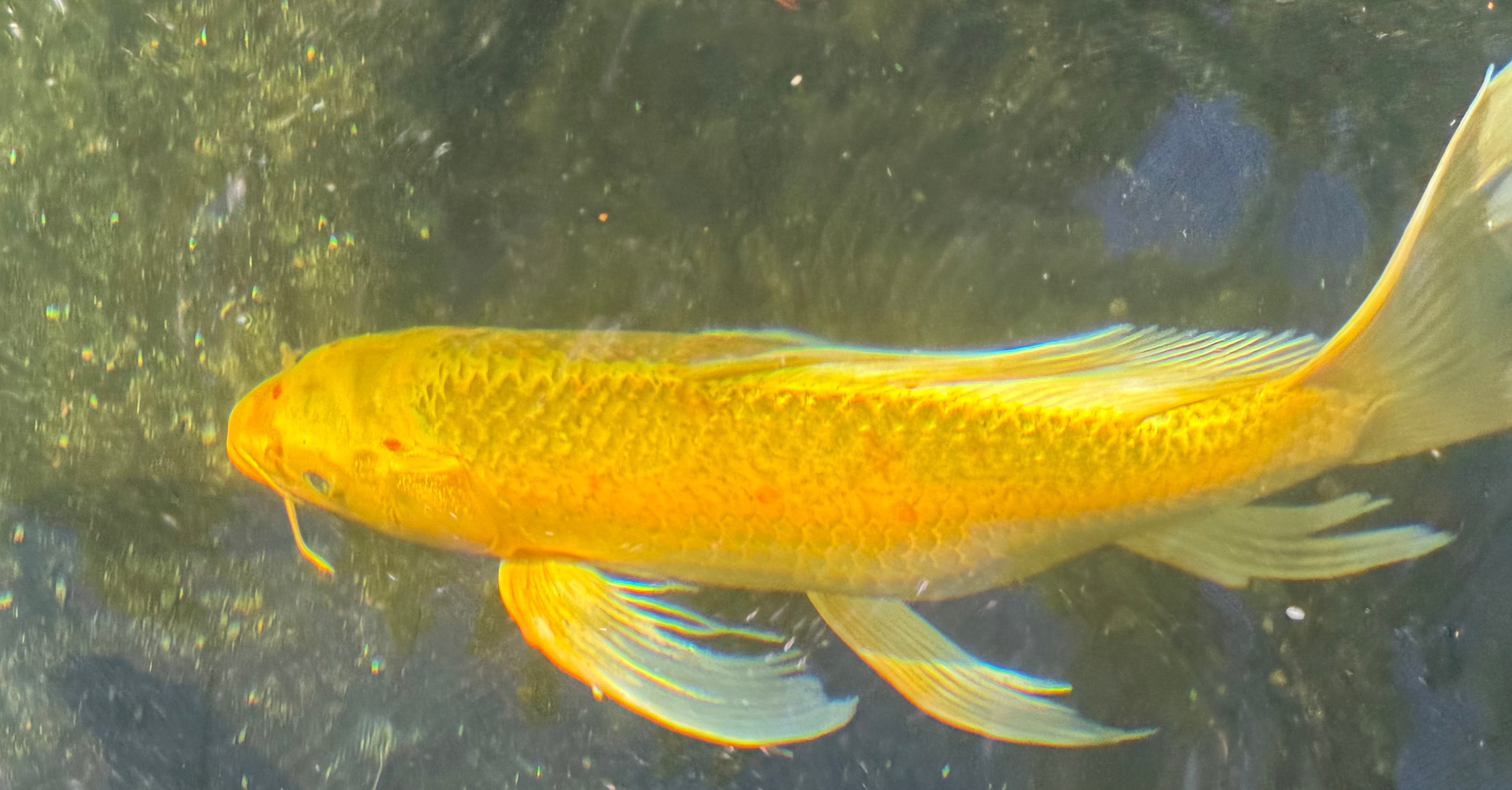 17”-18” Domestic Yellow Butterfly