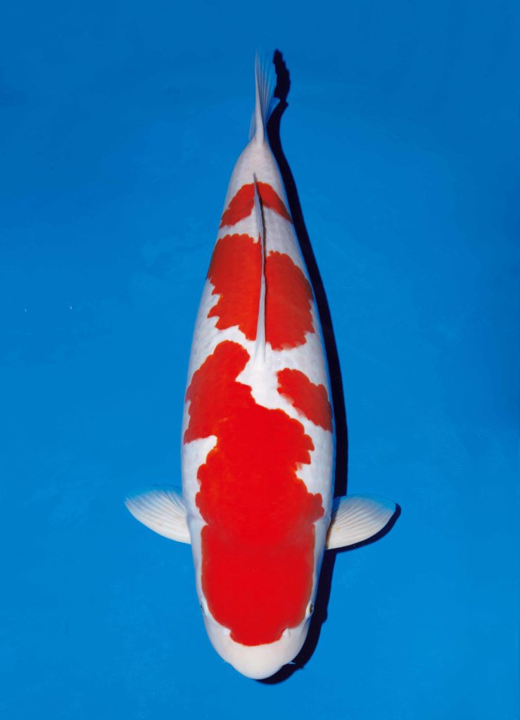 Kohaku 6"-8"