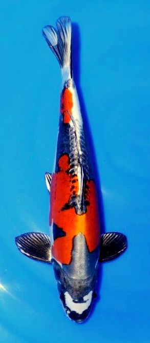 Beni Keko Koi