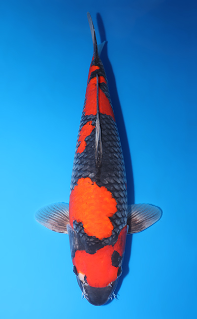 Goshiki Koi