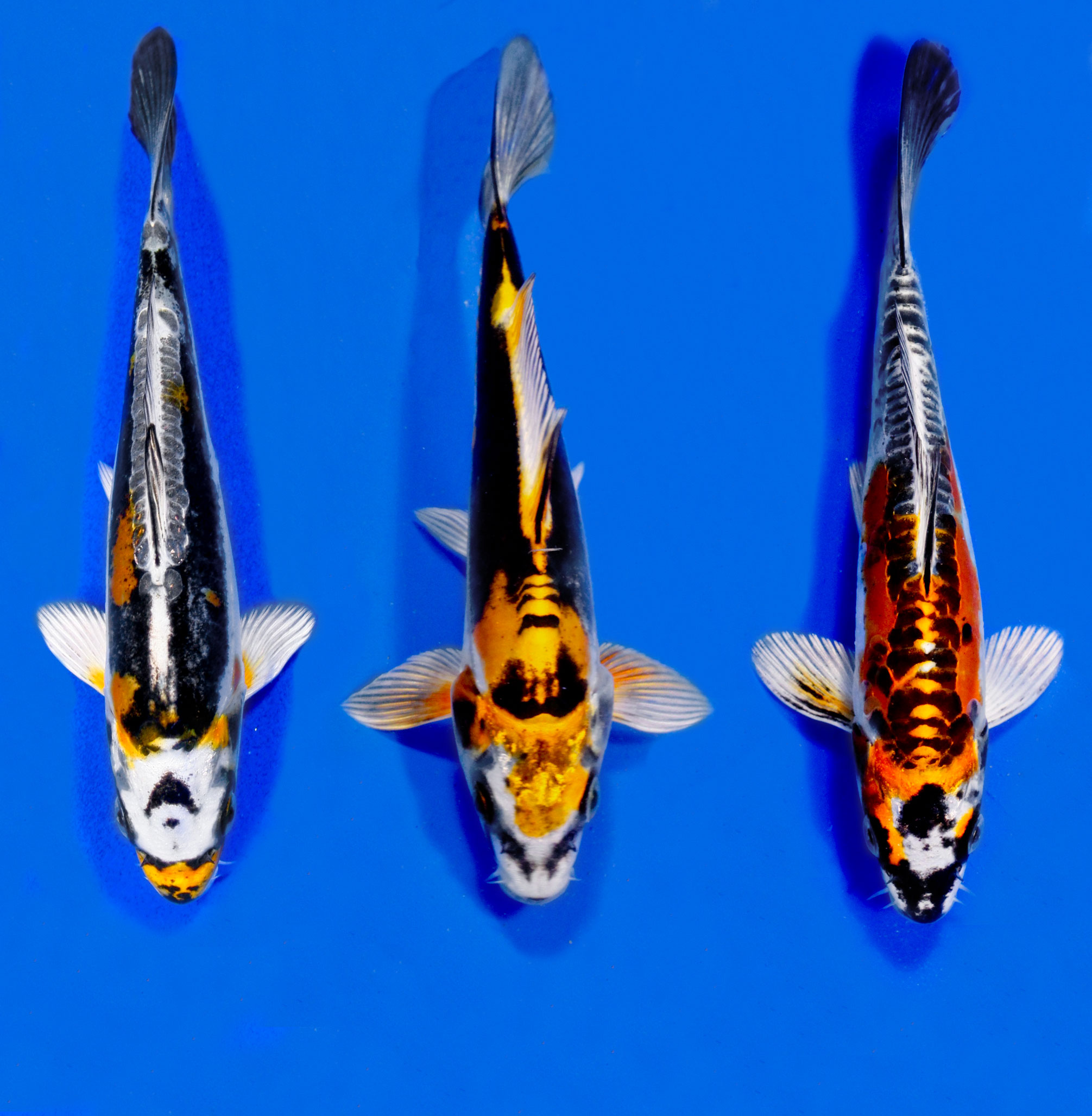Kikokuryu Koi