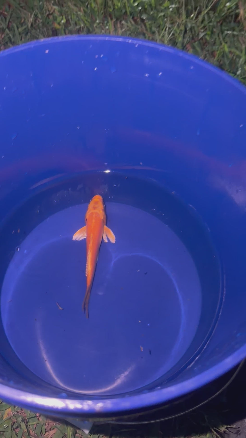 6”-7” Orengi Ogon (920)