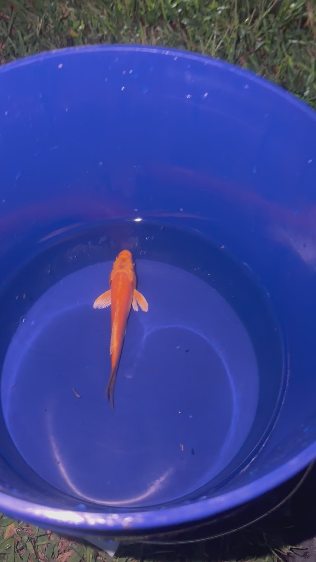 6”-7” Orengi Ogon (920)