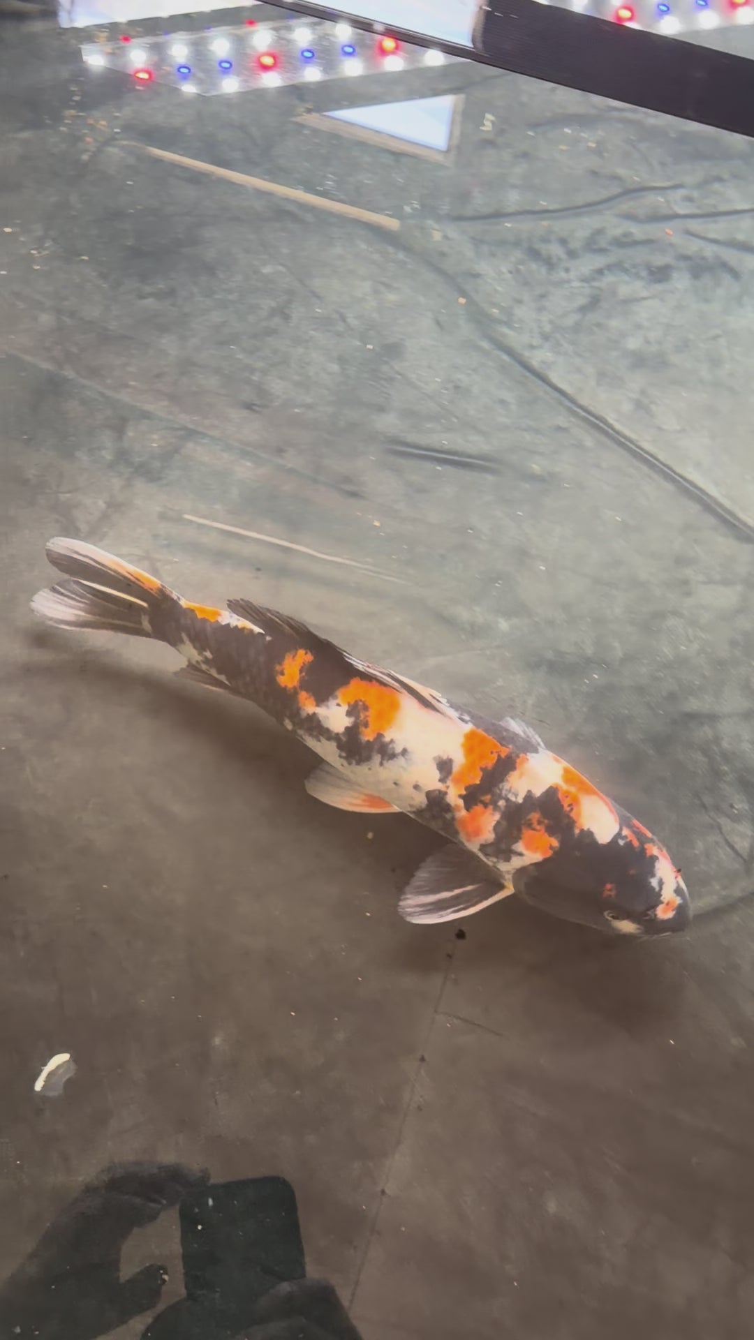 16” Dainichi Showa Male