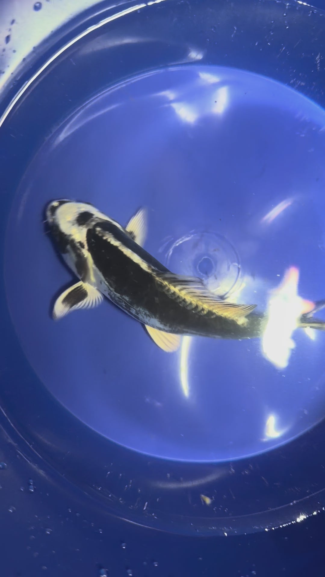 Kikokuryu Koi 6”-7”