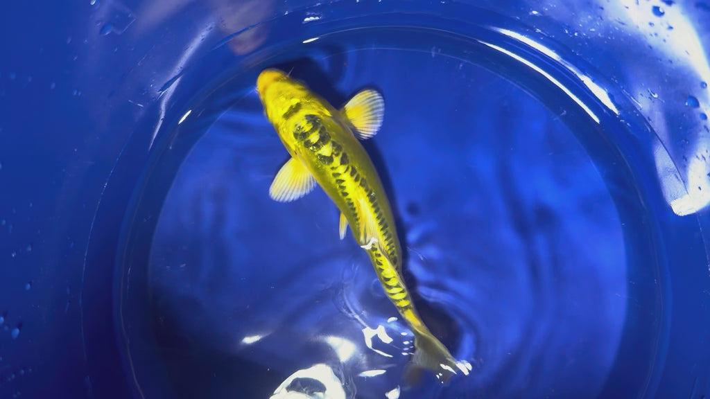 6”-7” Yellow Doitsu Armored Scale