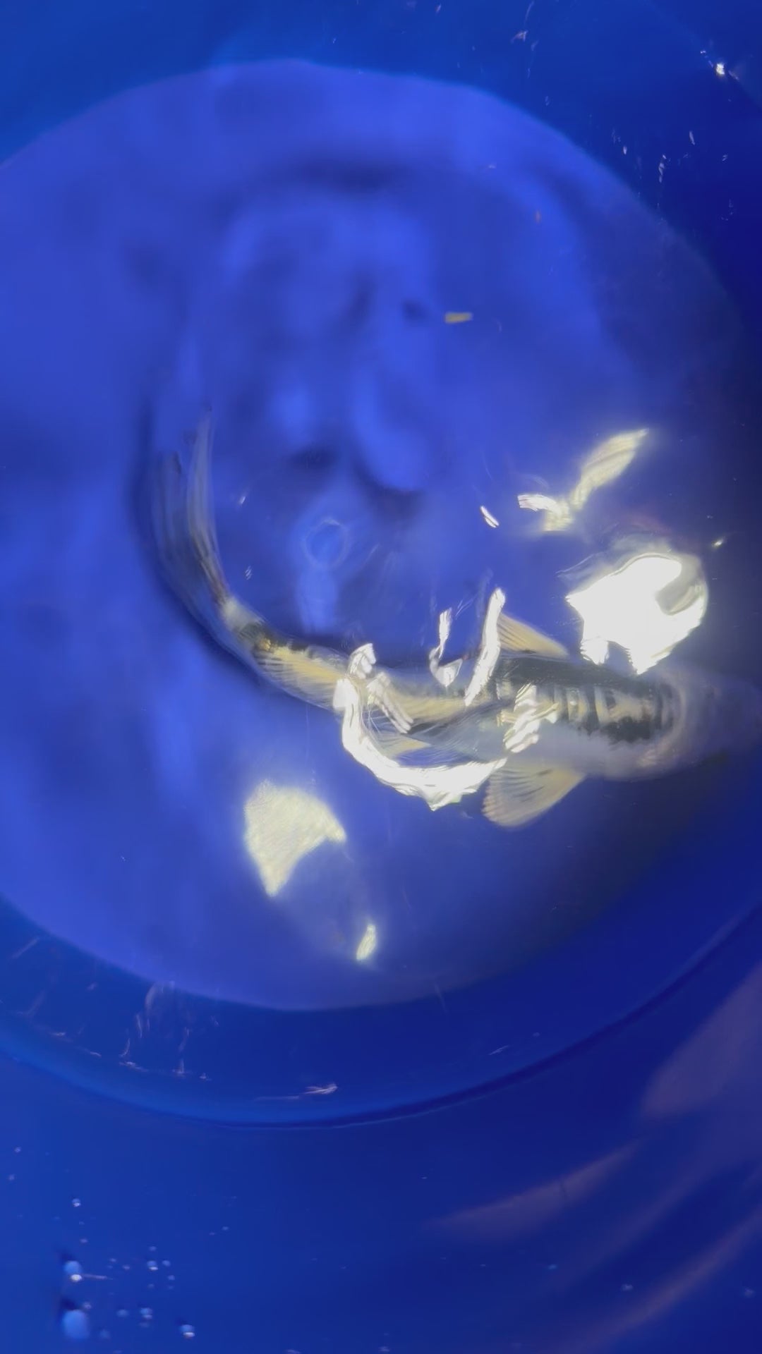 6”-7” Doitsu Blue