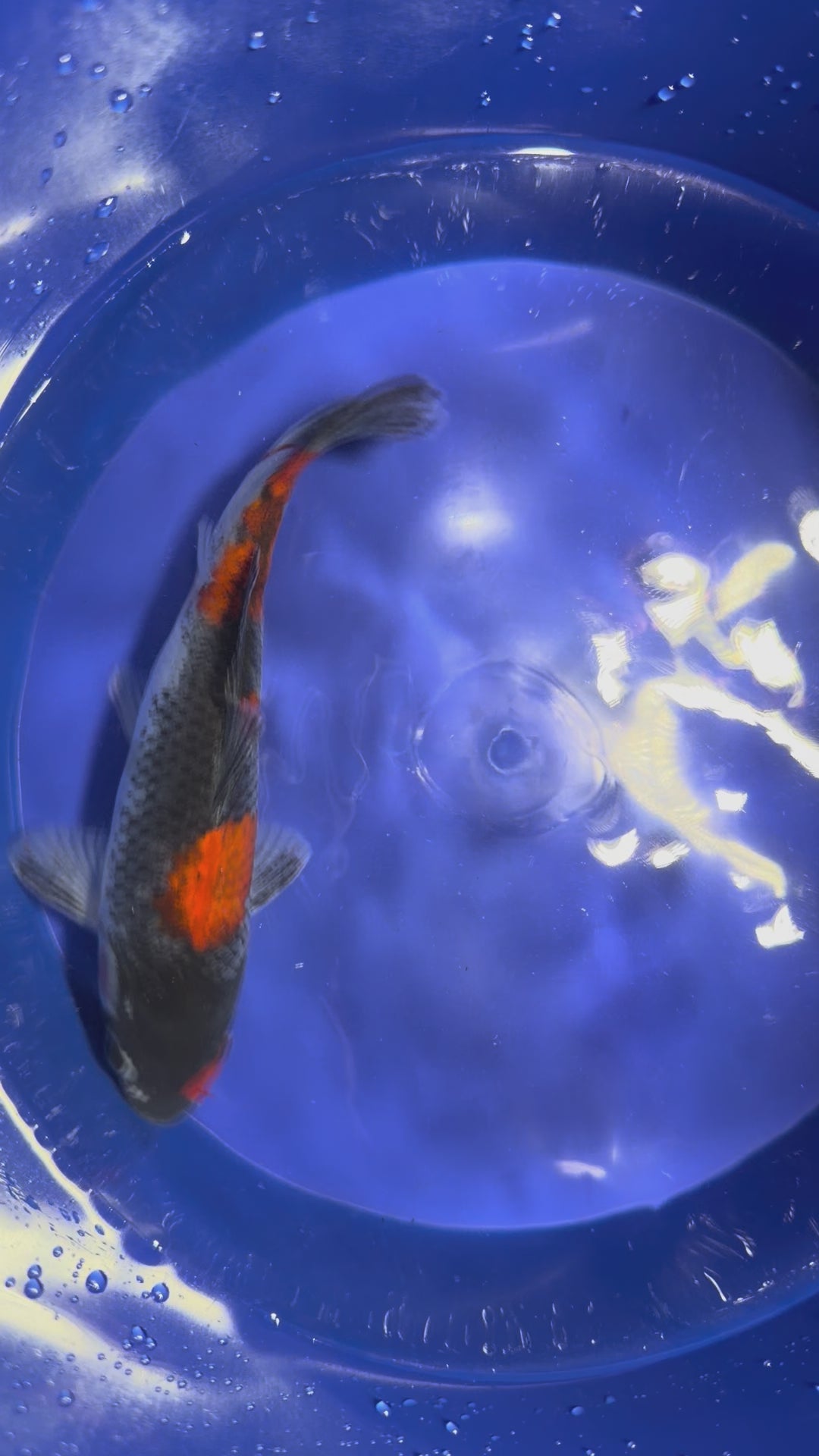 Goshiki Koi