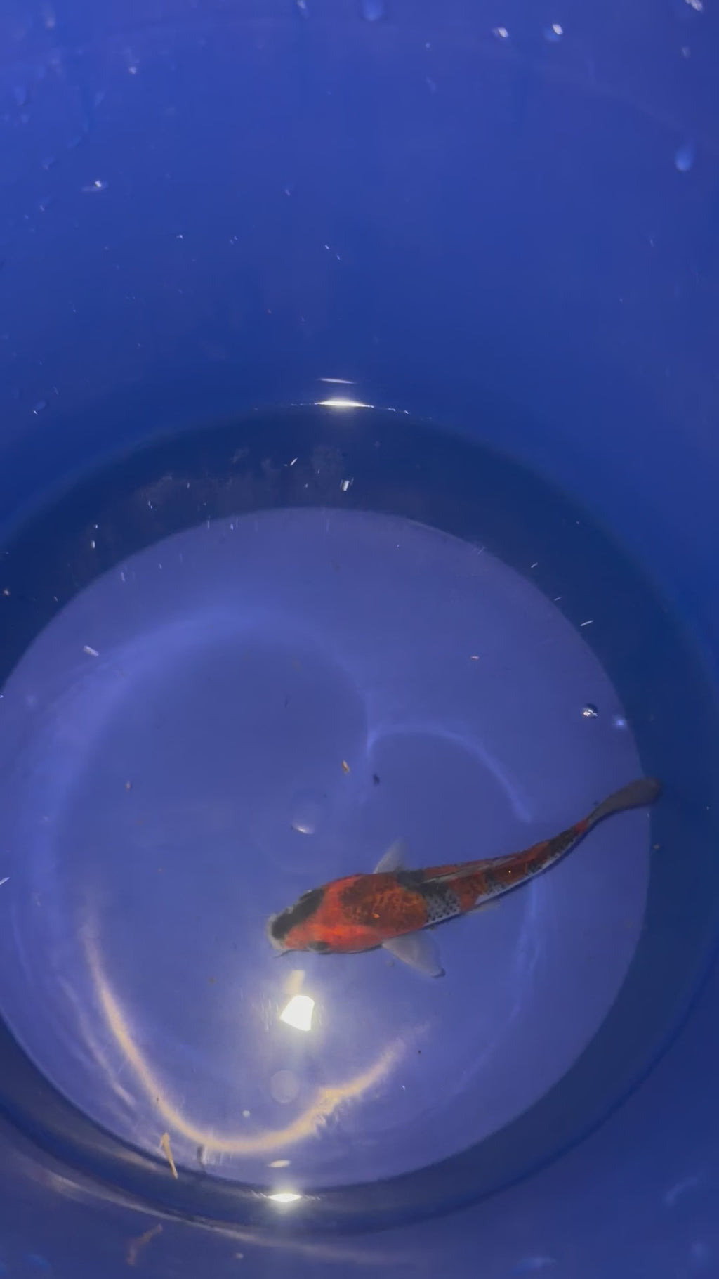 4”-5” Goshiki (920)