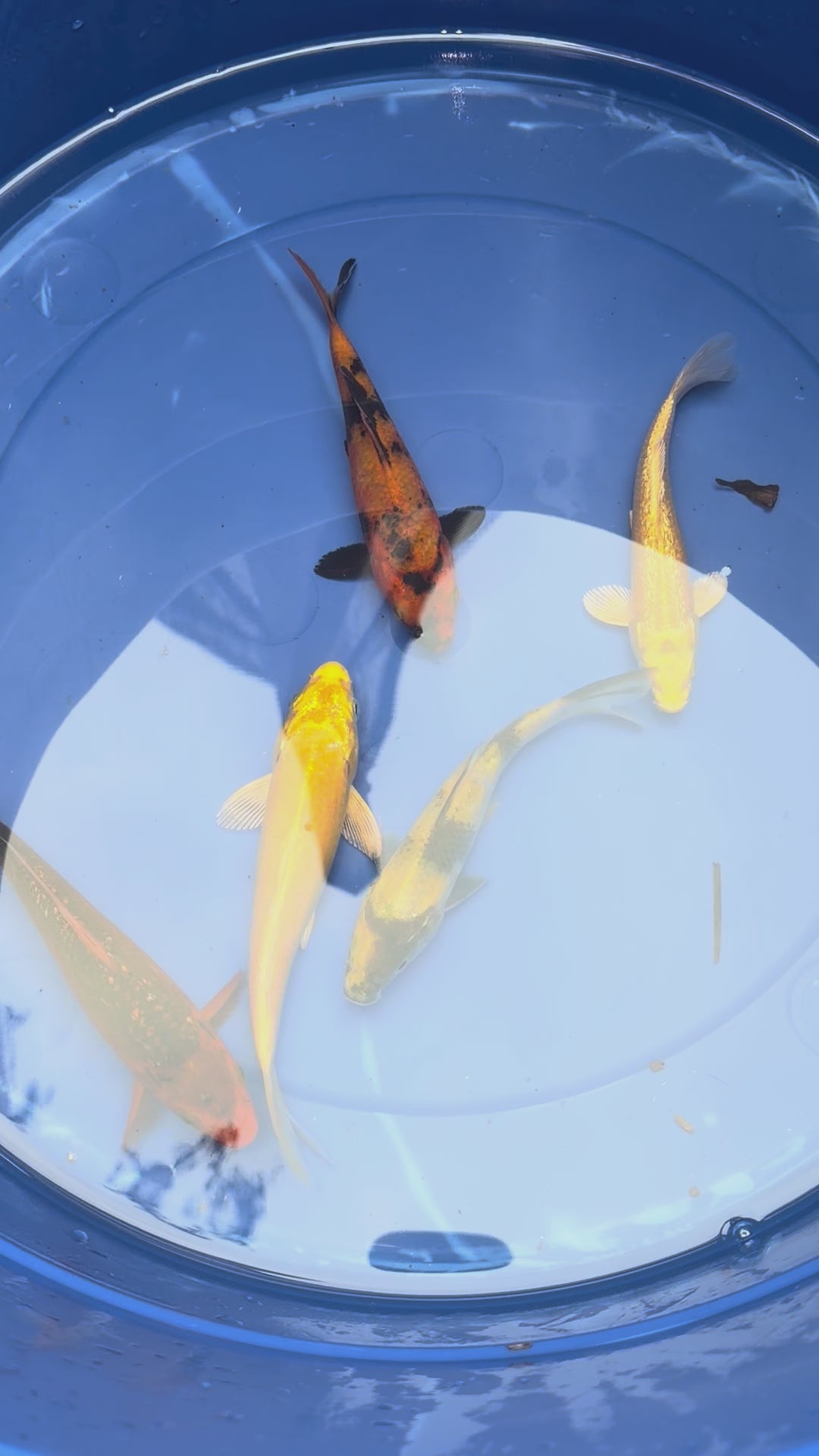 5”-8” Fall Special