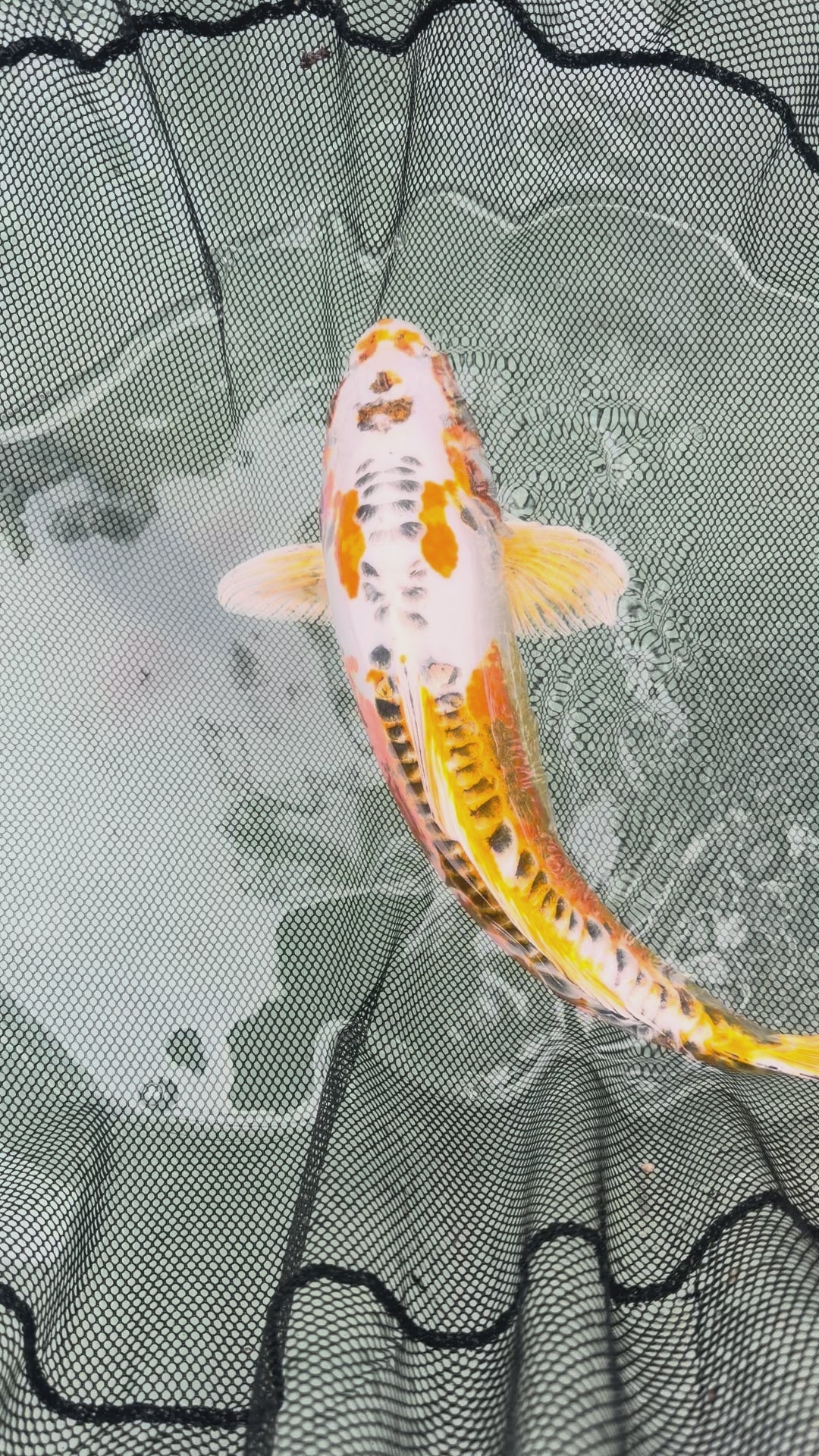 18” Heisei Nishiki (1026)