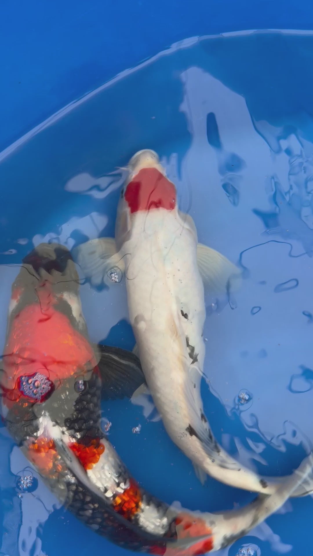 Tancho Koi 12”-14”