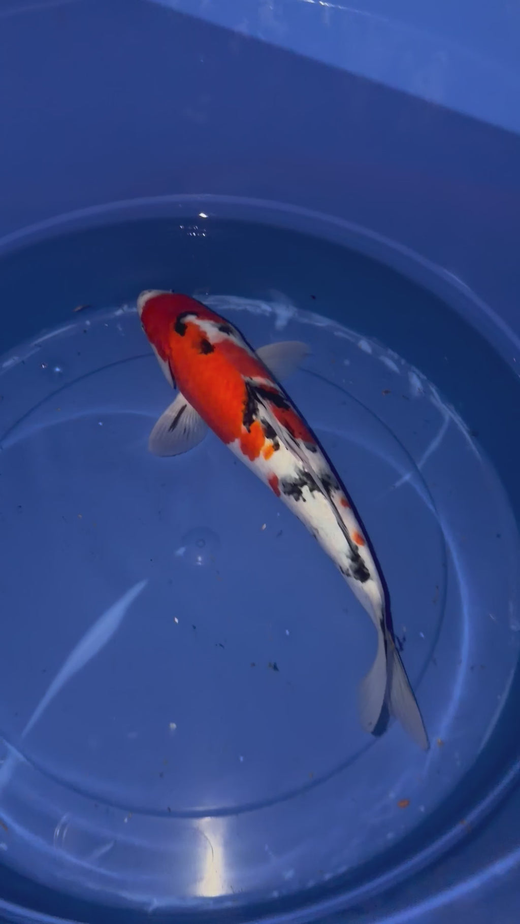 15”-16” Sanke (920)