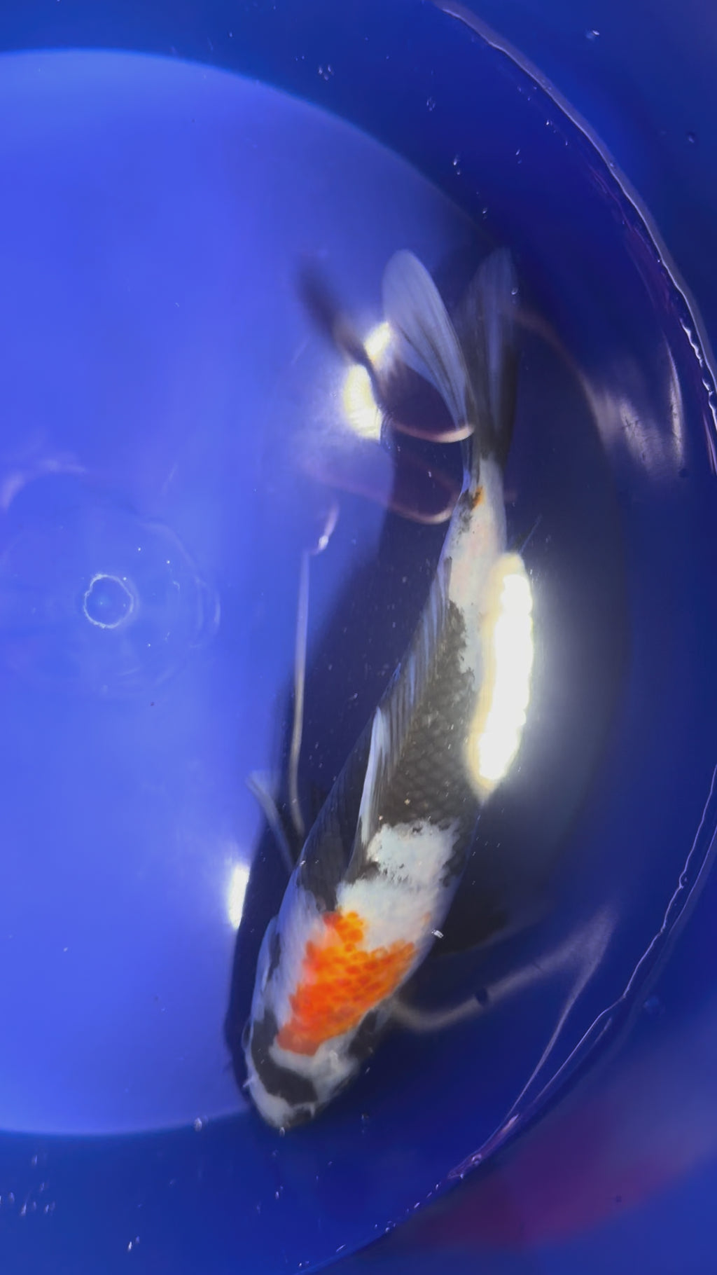 5”-7” Showa Koi