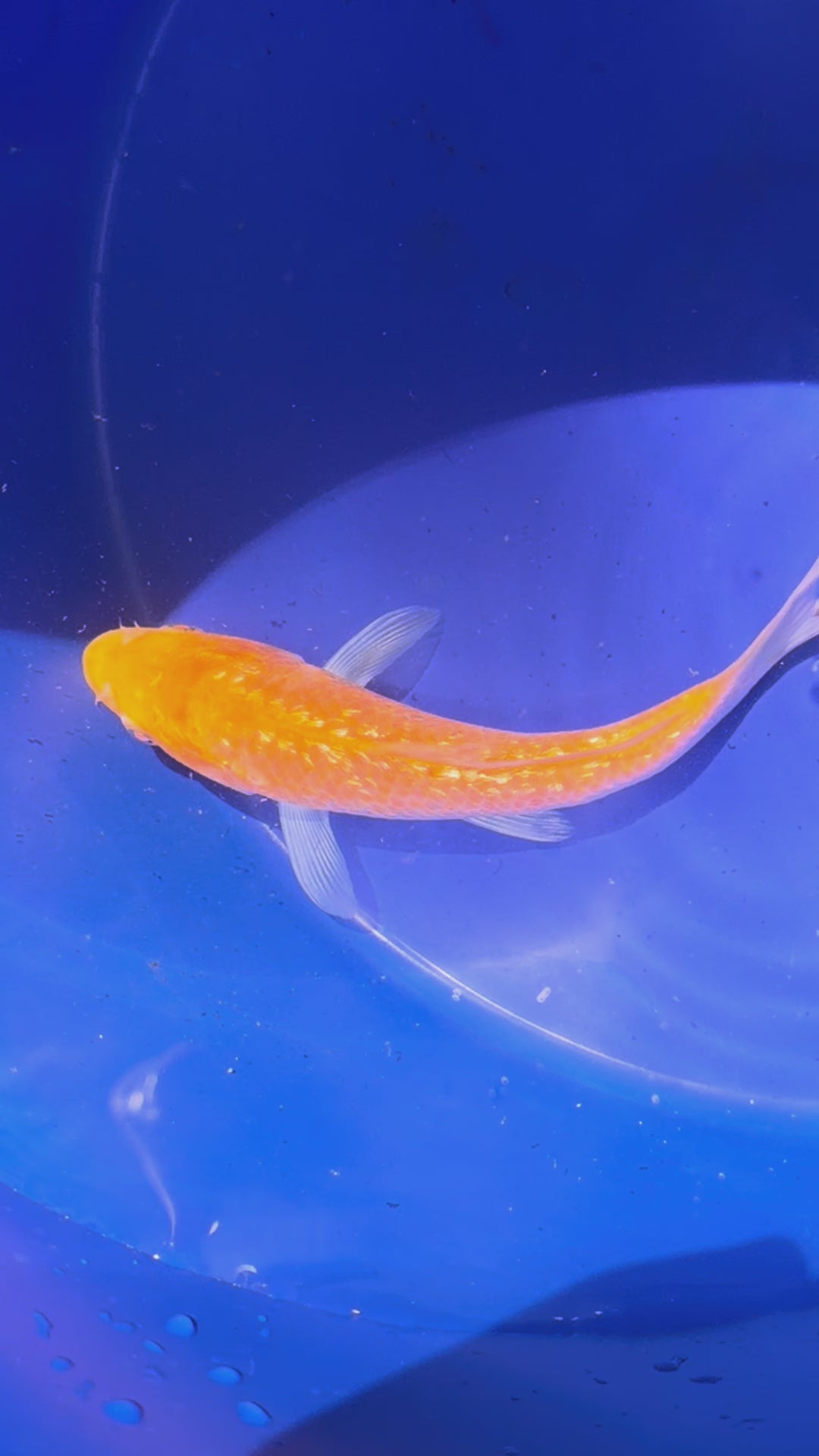 5”-6” Japanese Koi Gin Rin (71226)