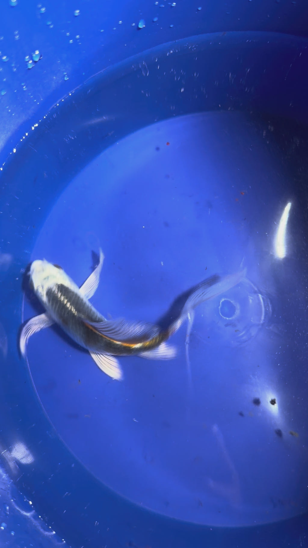 5”-6” Kikokuryu