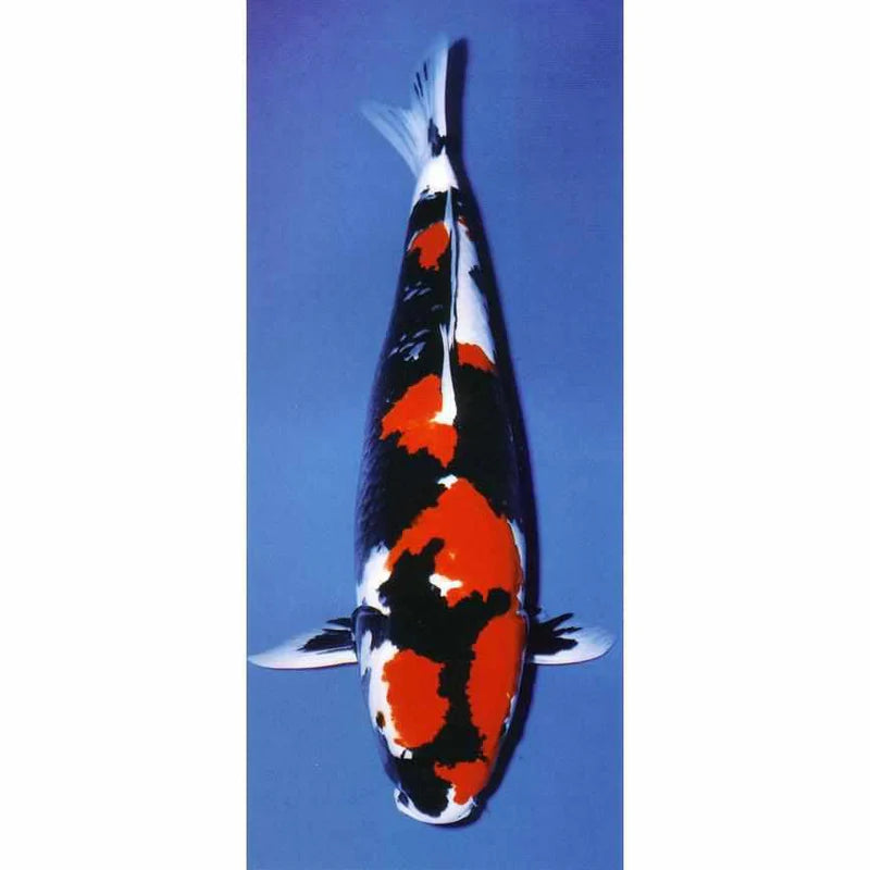 Showa Koi